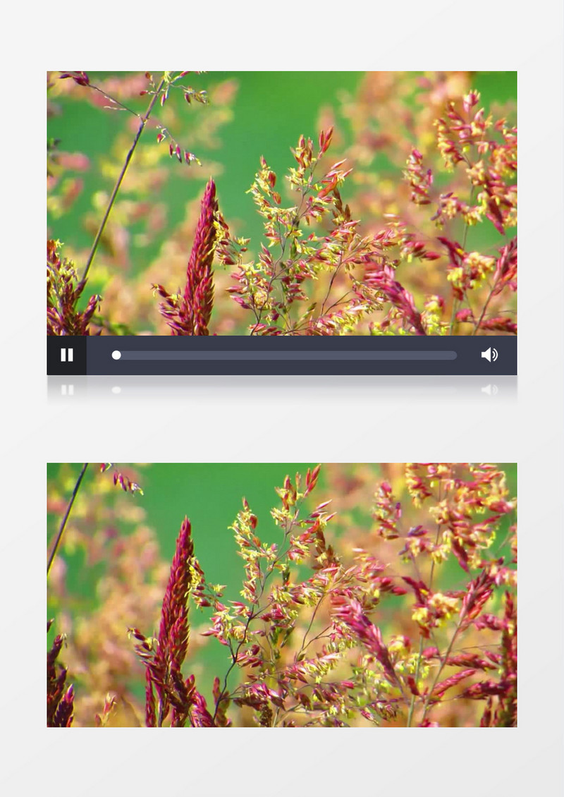 红茅草在轻风下飘动实拍视频素材