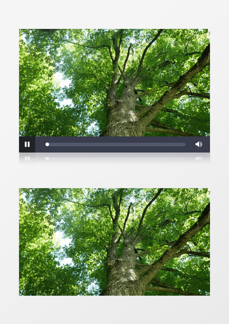 高清实拍茂盛的参天大树实拍视频素材