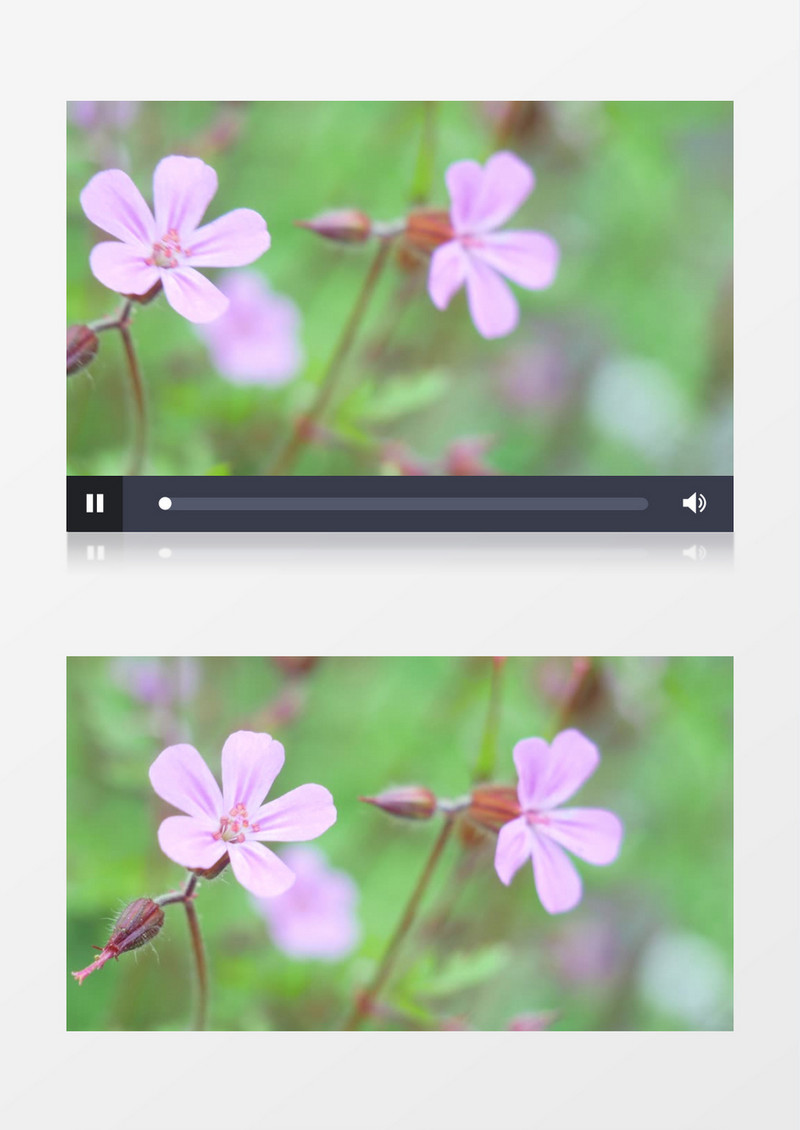 高清实拍盛开的粉色花朵实拍视频素材