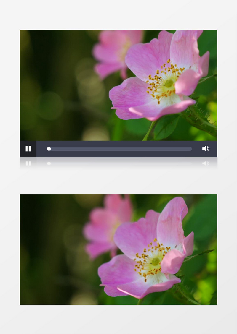 粉色的花朵在随风飘动实拍视频素材