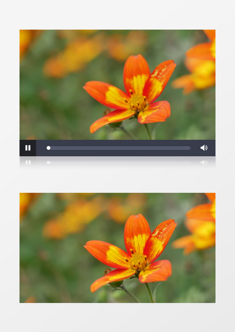 橙色的花朵下面有一直臭大姐实拍视频素材