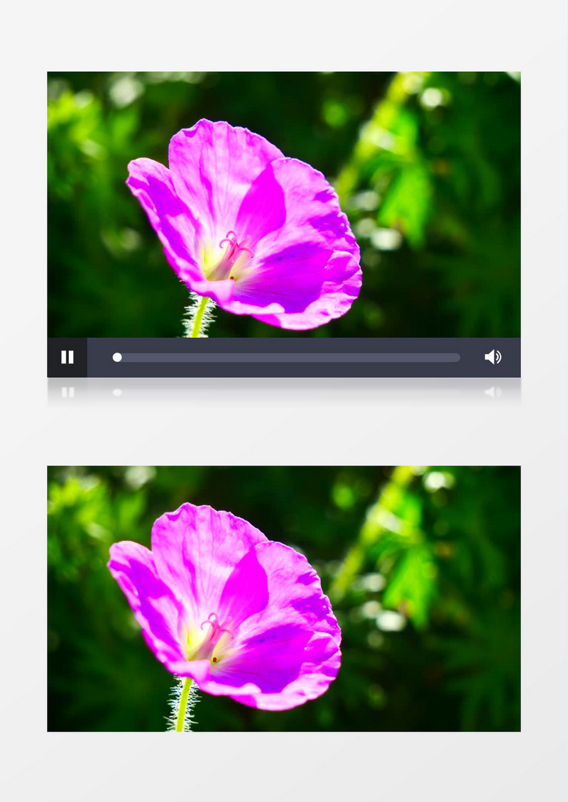 紫色的喇叭花沐浴在阳光下实拍视频素材