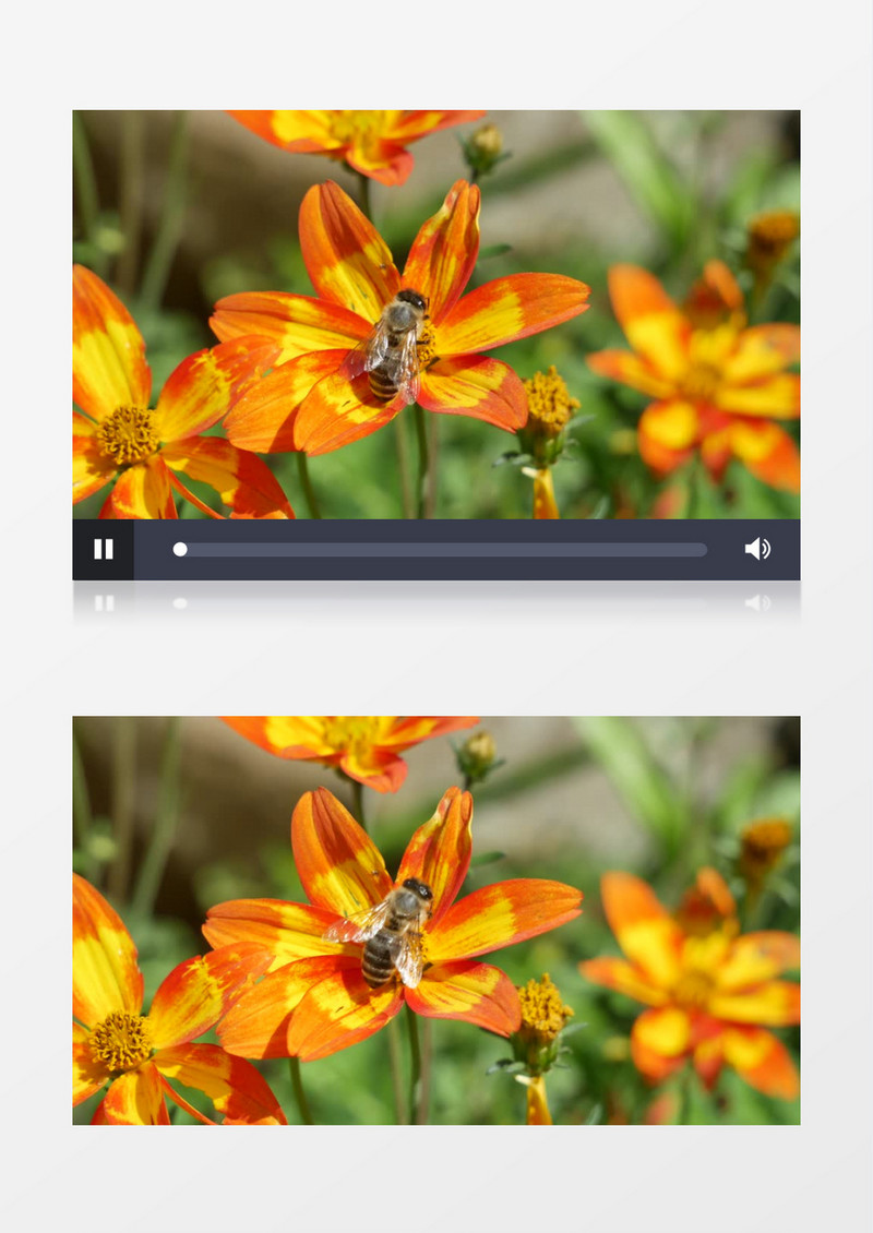 小蜜蜂在橙色的花朵上觅食实拍视频素材