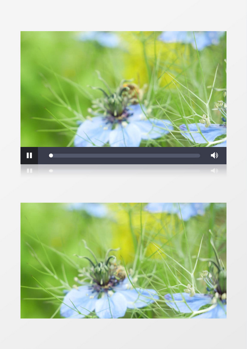 小蜜蜂在紫色的花蕊上采蜜实拍视频素材