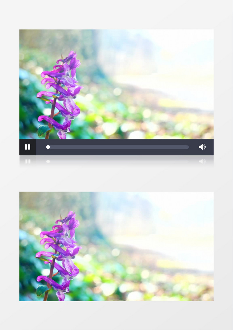 紫色的花朵在风中飘动实拍视频素材