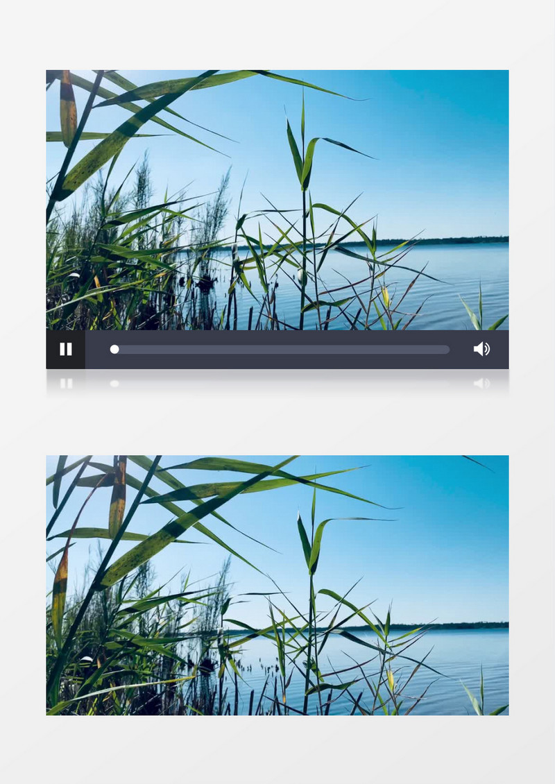 平静的湖边有绿色的芦苇实拍视频素材