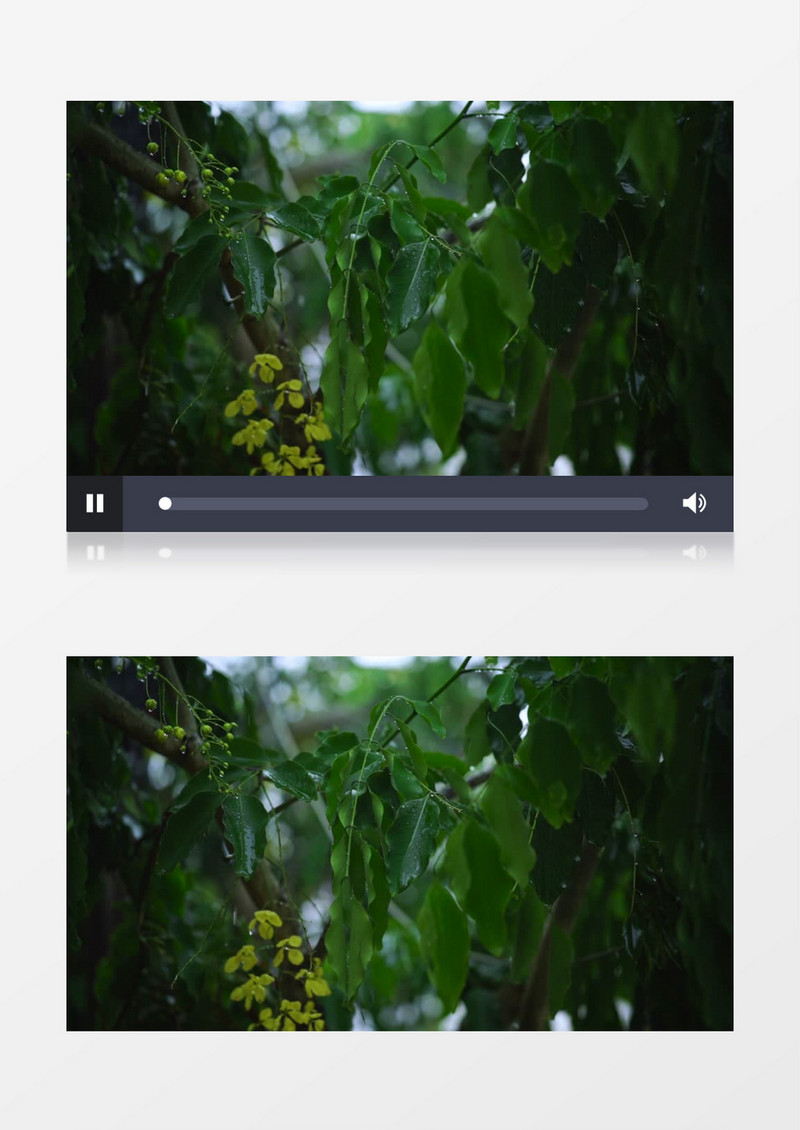 雨水水滴打在绿色叶子实拍视频素材