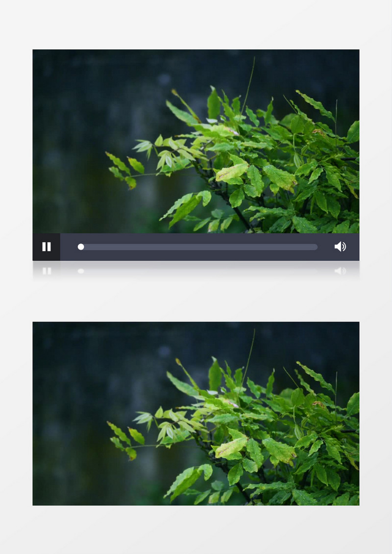 高清实拍树叶在暴风雨下的形态实拍视频素材