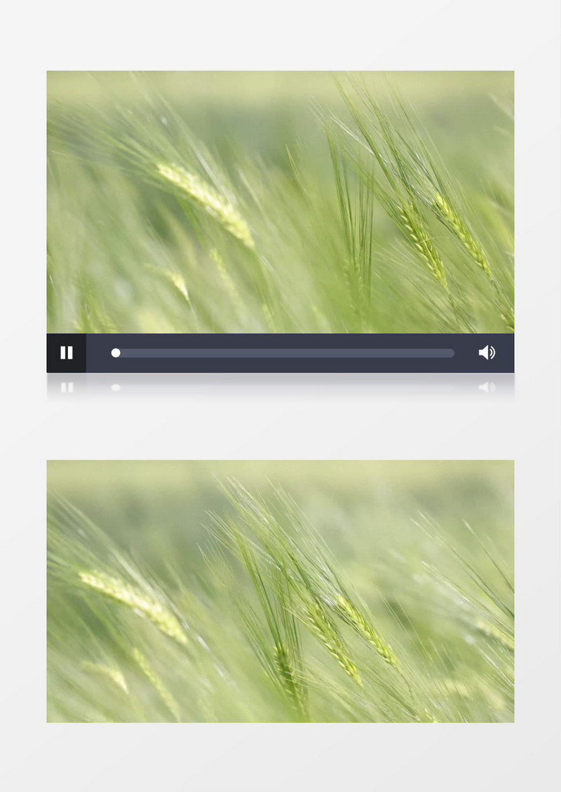 实拍在风中飘动的麦穗实拍视频素材