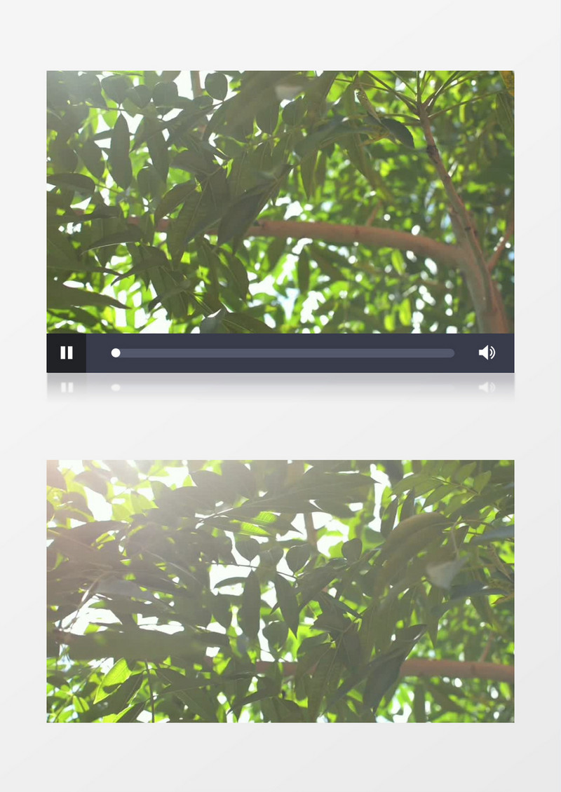阳光穿透树叶照射实拍视频素材