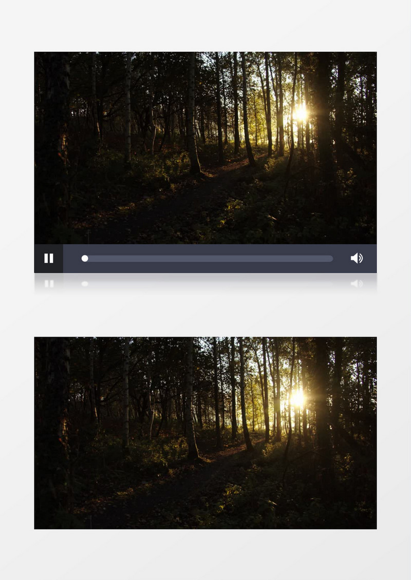 高清实拍清晨的阳光洒落在树林里实拍视频素材