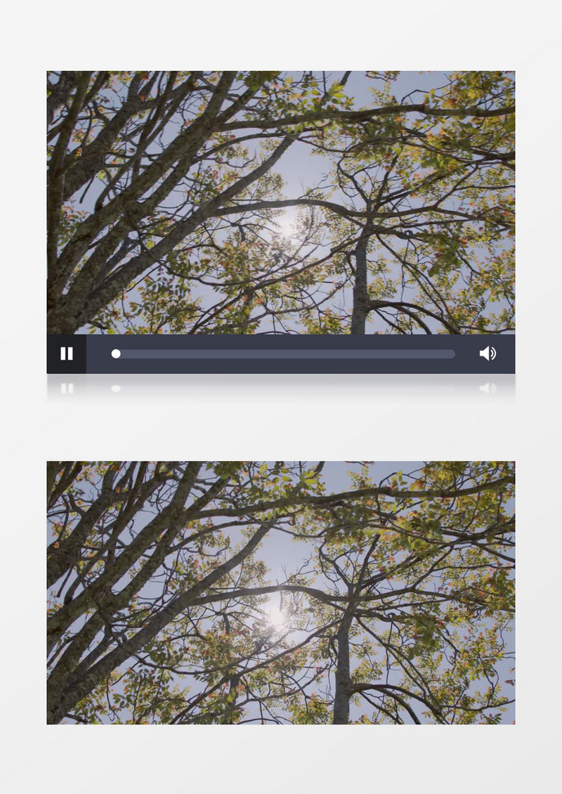 高清实拍阳光照射在树木上视频视频素材