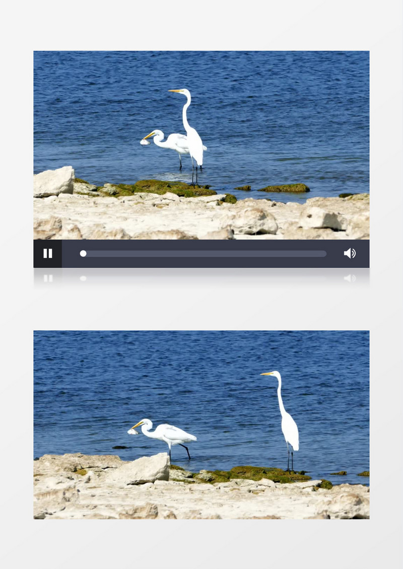 白鹭在海边捕鱼实拍视频素材