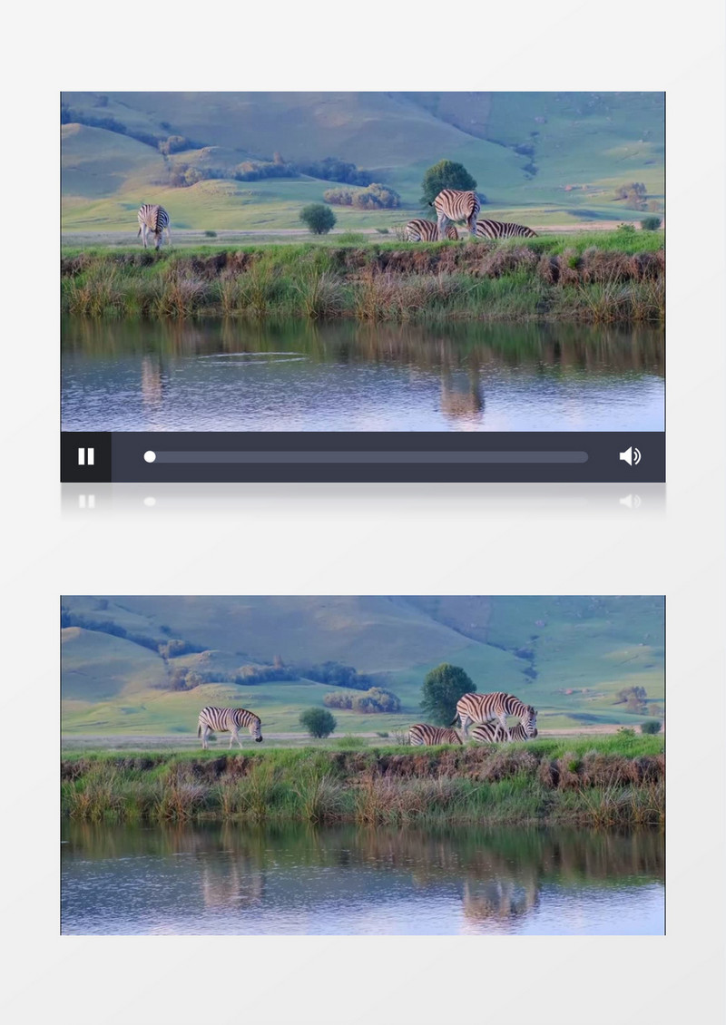一群斑马在河边觅食实拍视频素材