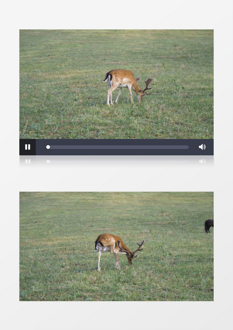 一只梅花鹿在草地上觅食实拍视频素材