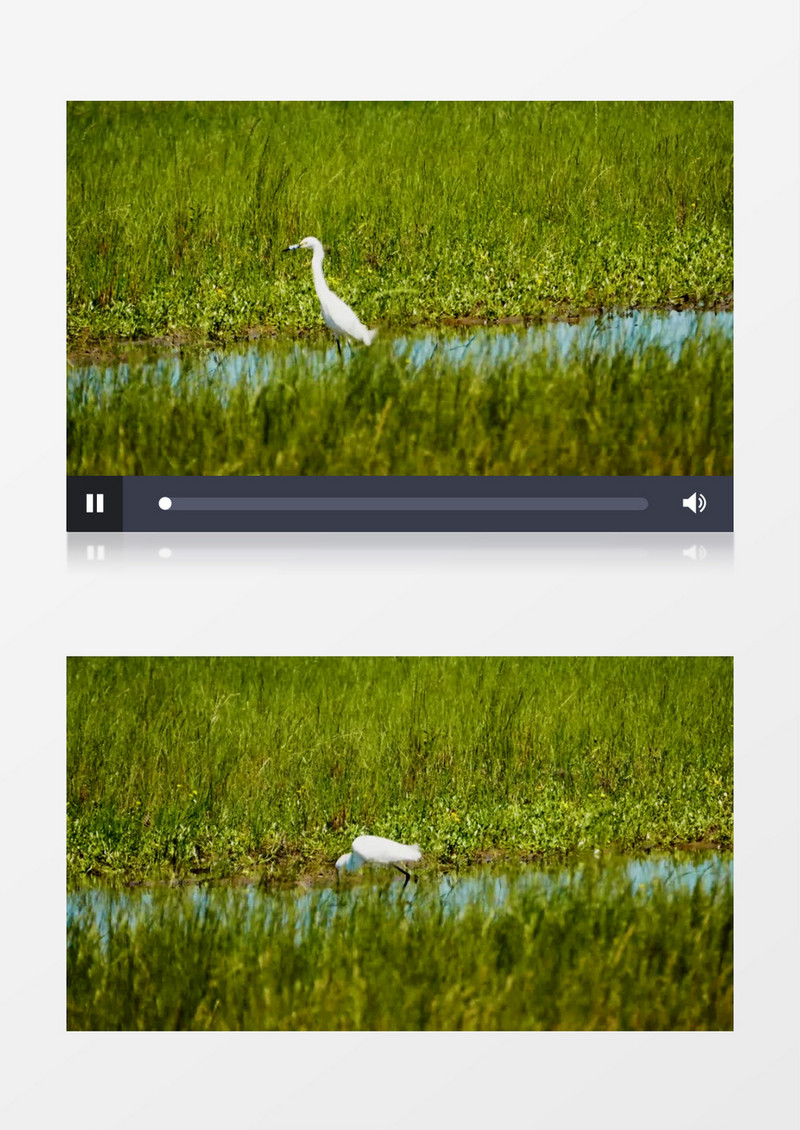 一只鹭鸶鸟在水边行走实拍视频素材