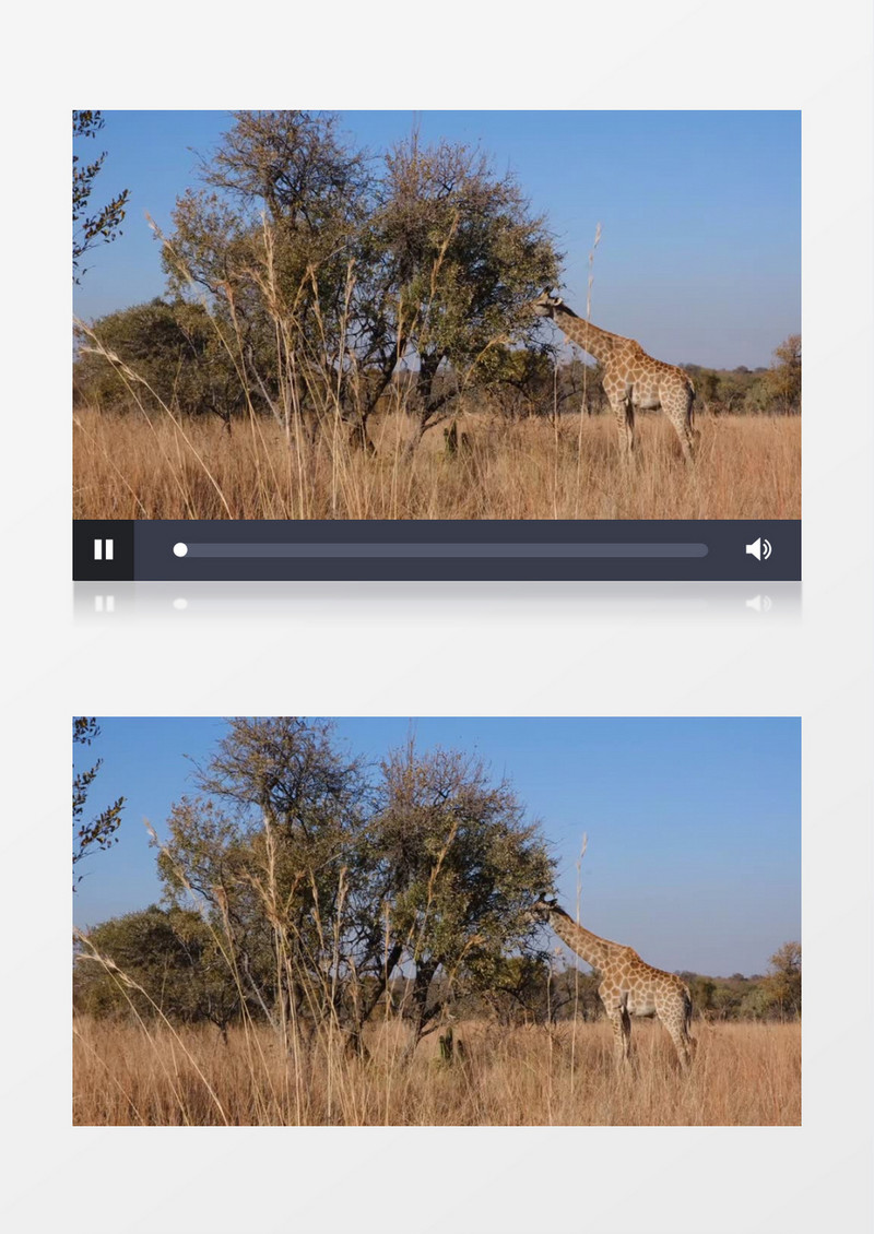 长颈鹿在郊外的树上吃树叶实拍视频素材