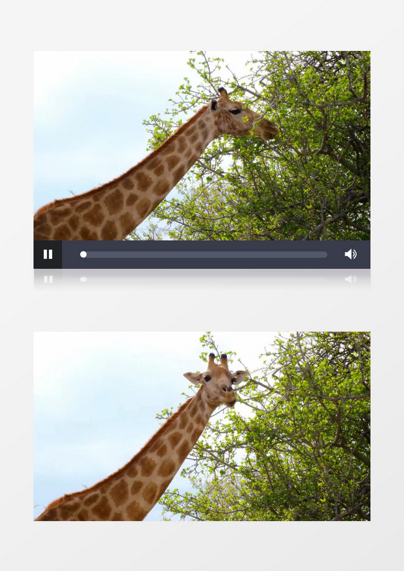 长颈鹿在吃树枝上的树叶实拍视频素材