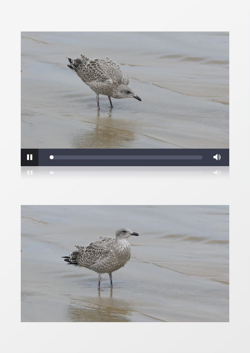 小鸟站在海边的喝水实拍视频素材