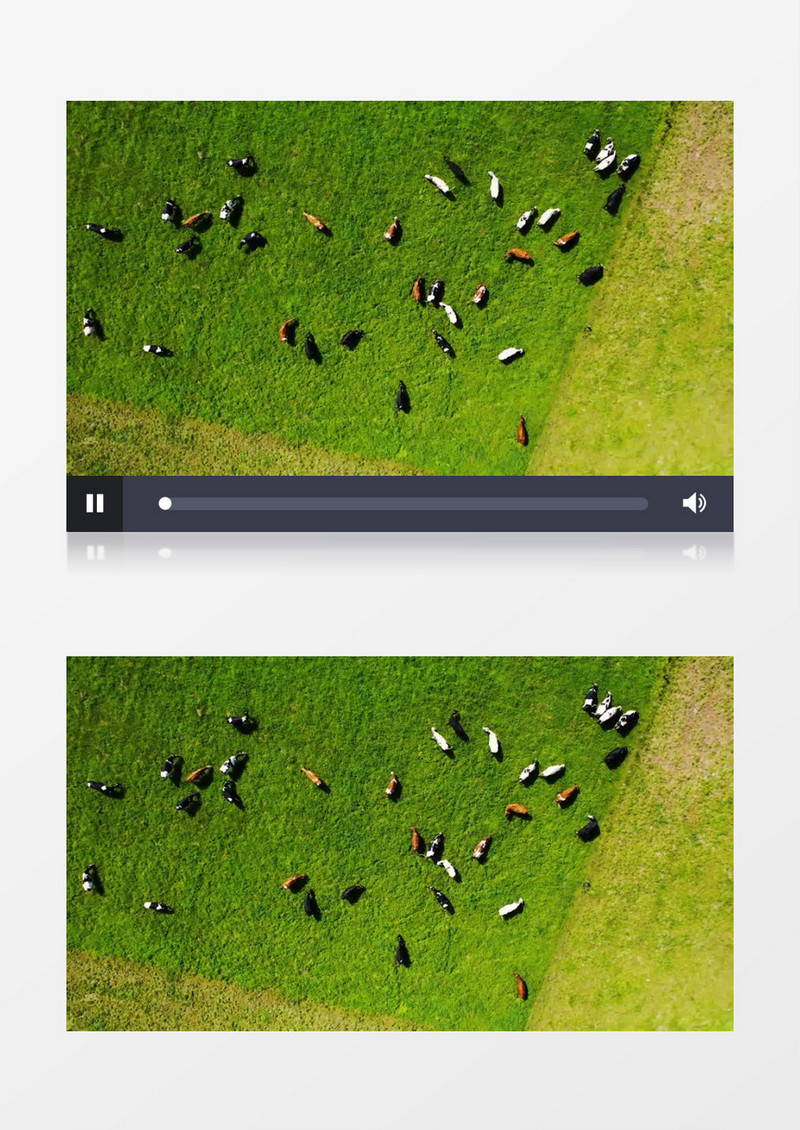 一群牛在绿色的牧场上吃草实拍视频素材