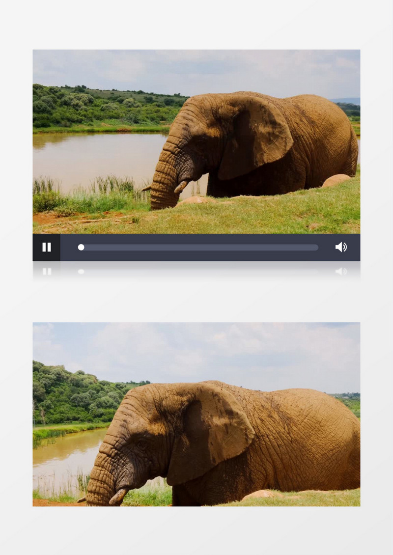 两只大象在慢慢移动实拍视频素材