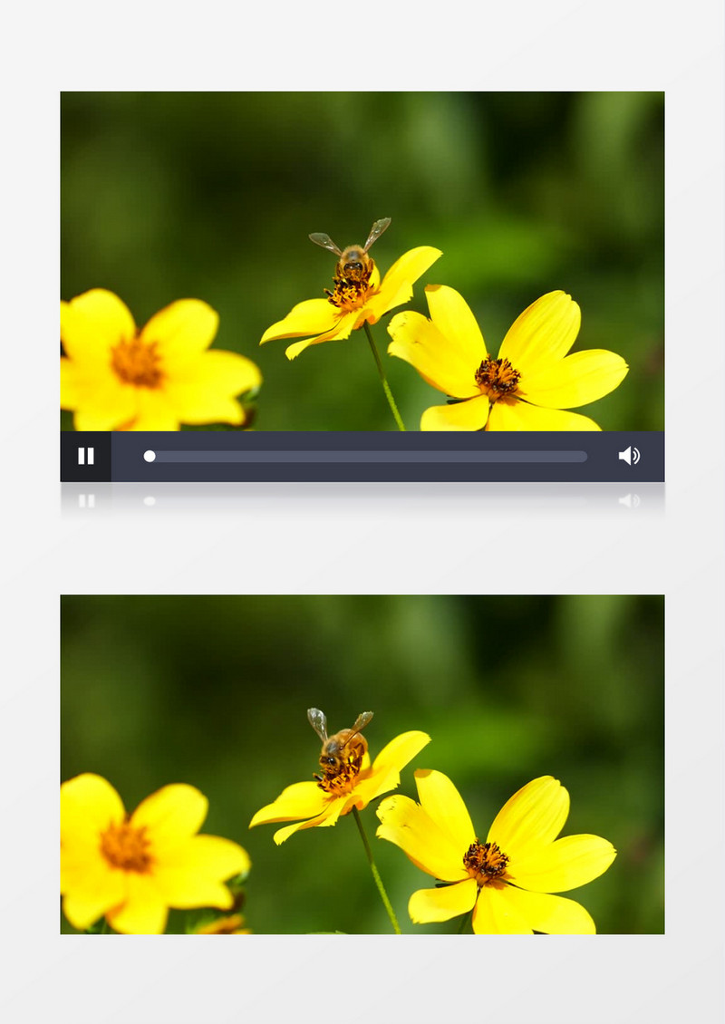蜜蜂在花朵上采蜜实拍视频素材