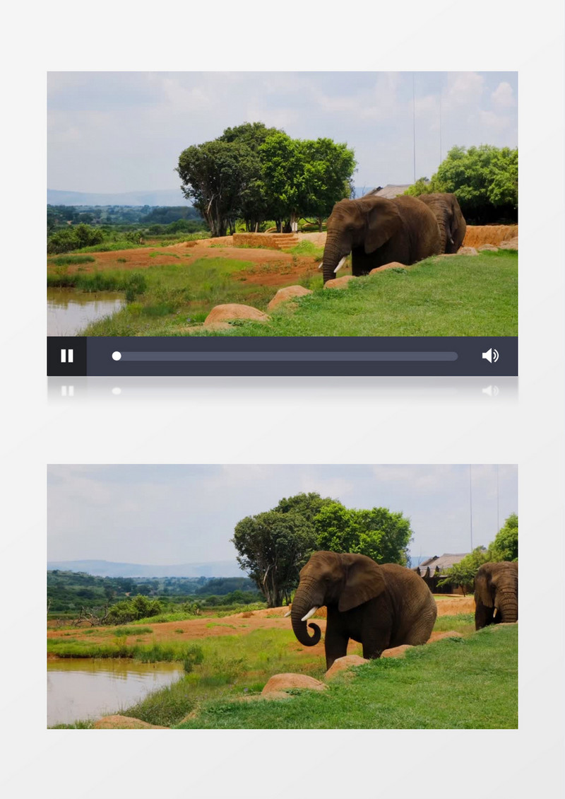 大象卷着鼻子在河边行走实拍视频素材