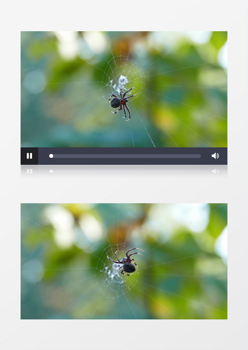 黑色的蜘蛛在结网实拍视频素材