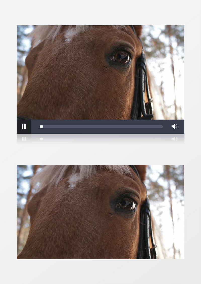 近距离实拍树林里的马棕色的大眼睛实拍视频素材