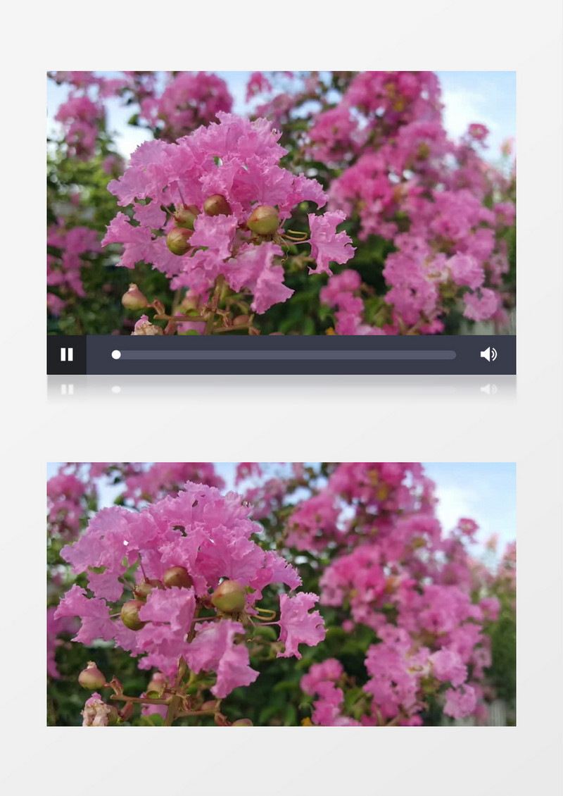 粉色花簇在随风飘动实拍视频素材