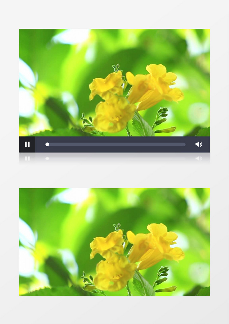 油菜花在随风飘动实拍视频素材