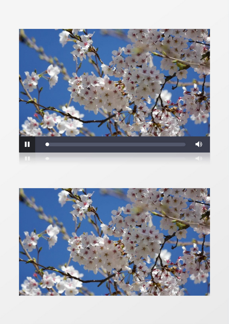 蓝天下随风飘动的淡粉色樱花实拍视频素材