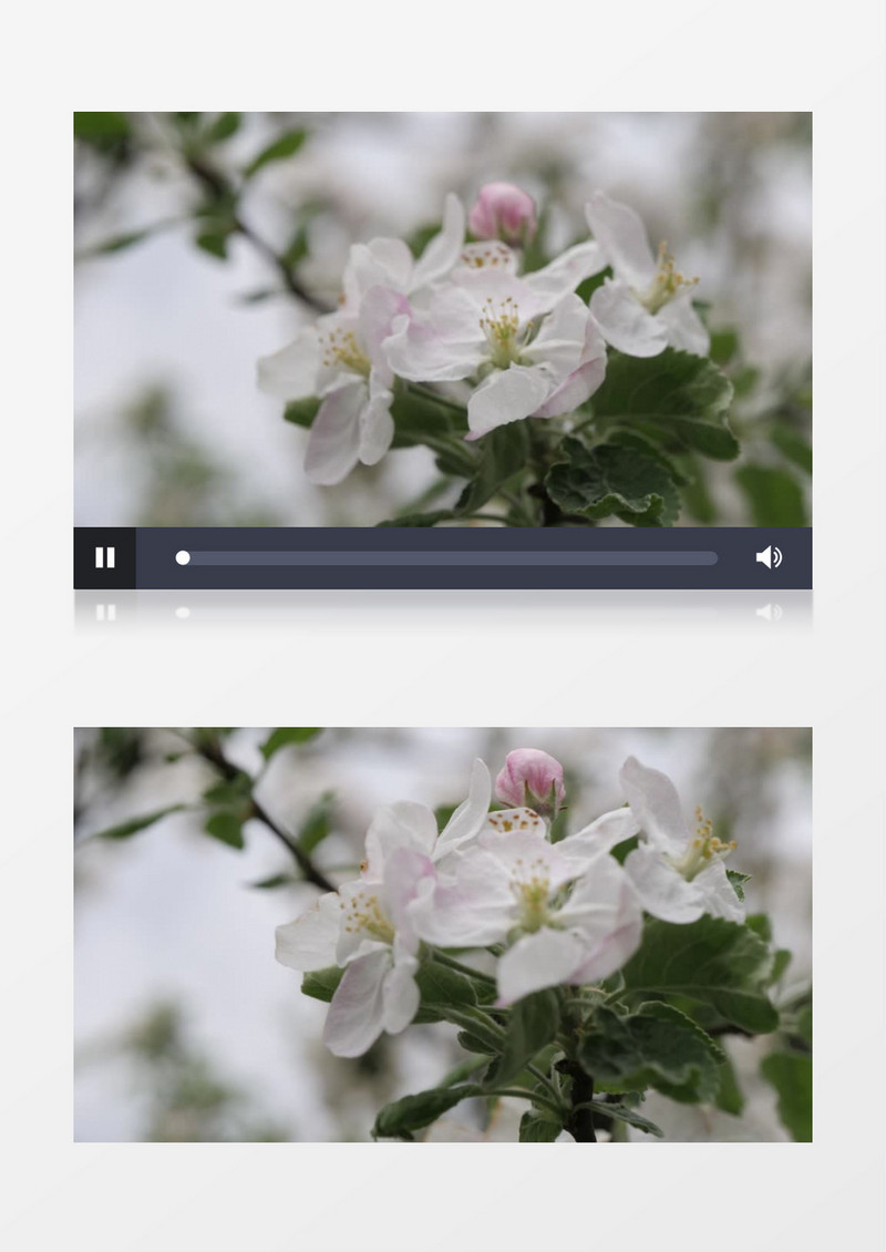 在风中摇曳的白色花朵实拍视频素材