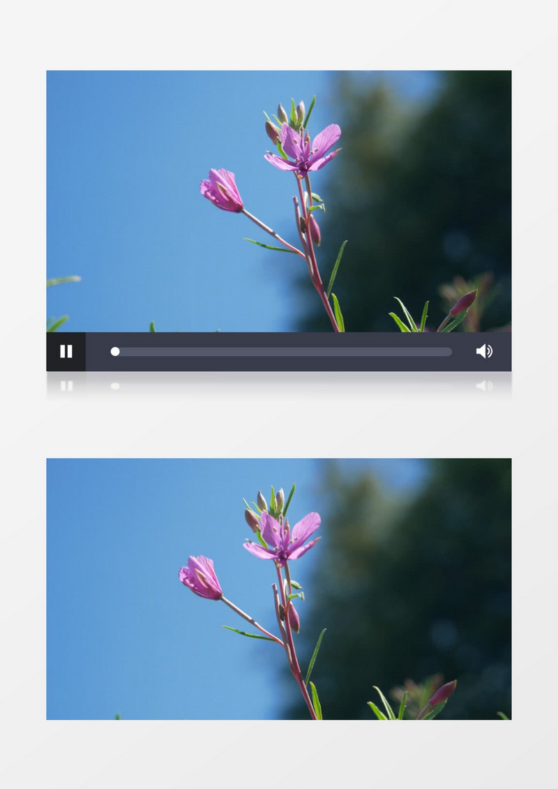 在蓝天下摇摆的紫色花实拍视频素材