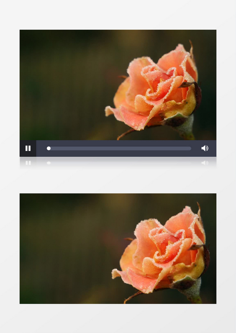 沾染冰霜的橘色花朵实拍视频素材