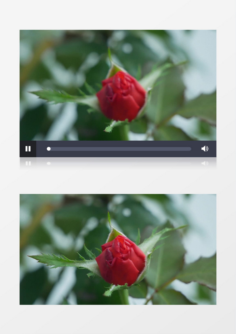 清晨虚实结合拍摄红色的月季花实拍视频素材