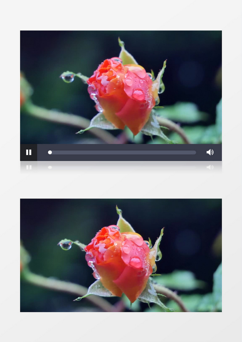 雨后沾染着雨滴的红色花苞实拍视频素材