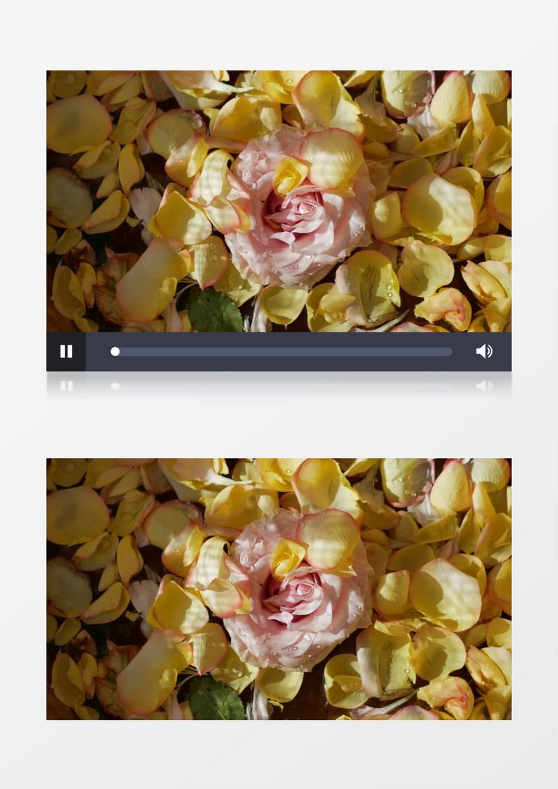 黄色的花瓣包围着粉色的花朵实拍视频素材
