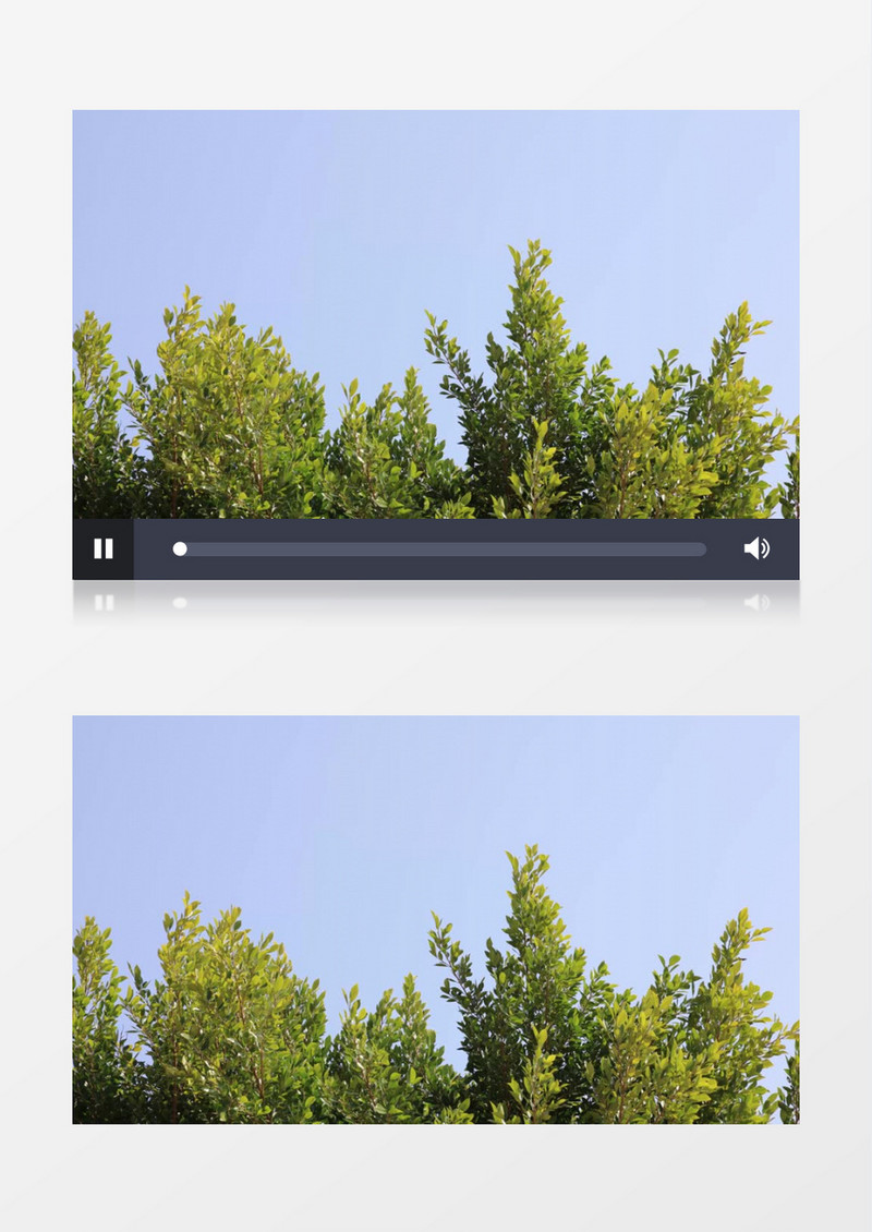 在蓝天下摇摆的树枝实拍视频素材