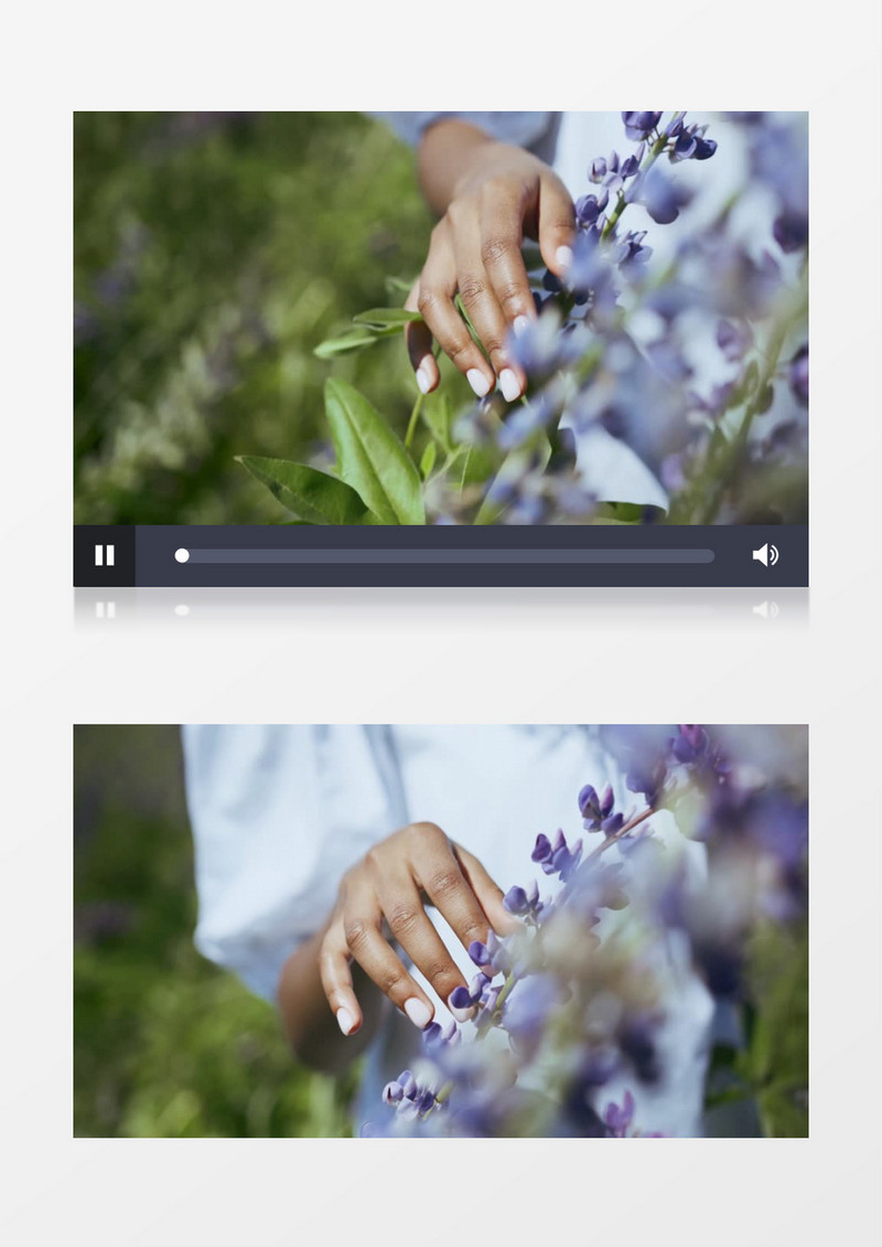 女人在抚摸一株紫色的花实拍视频素材