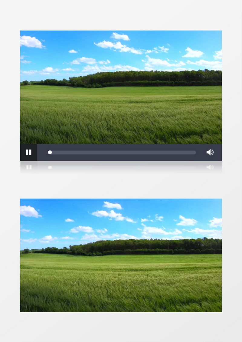 高清实拍风吹过绿色的麦田实拍视频素材