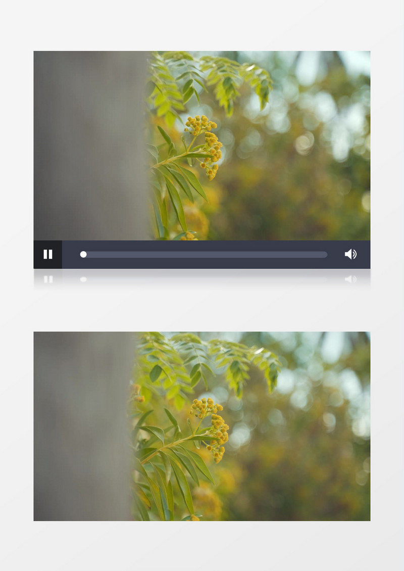 特写拍摄树上金色的花实拍视频