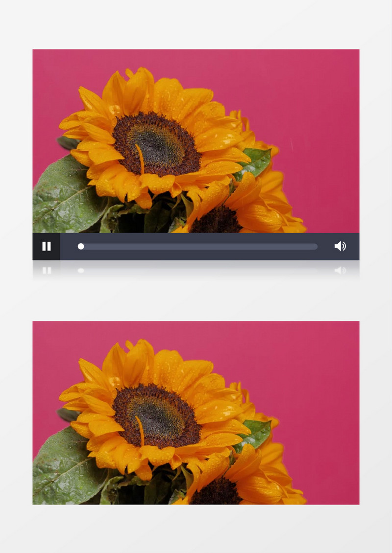 特写拍摄小水珠洒向向日葵上实拍视频