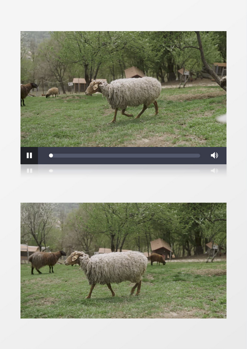 草地上有一群可爱的小绵羊实拍视频