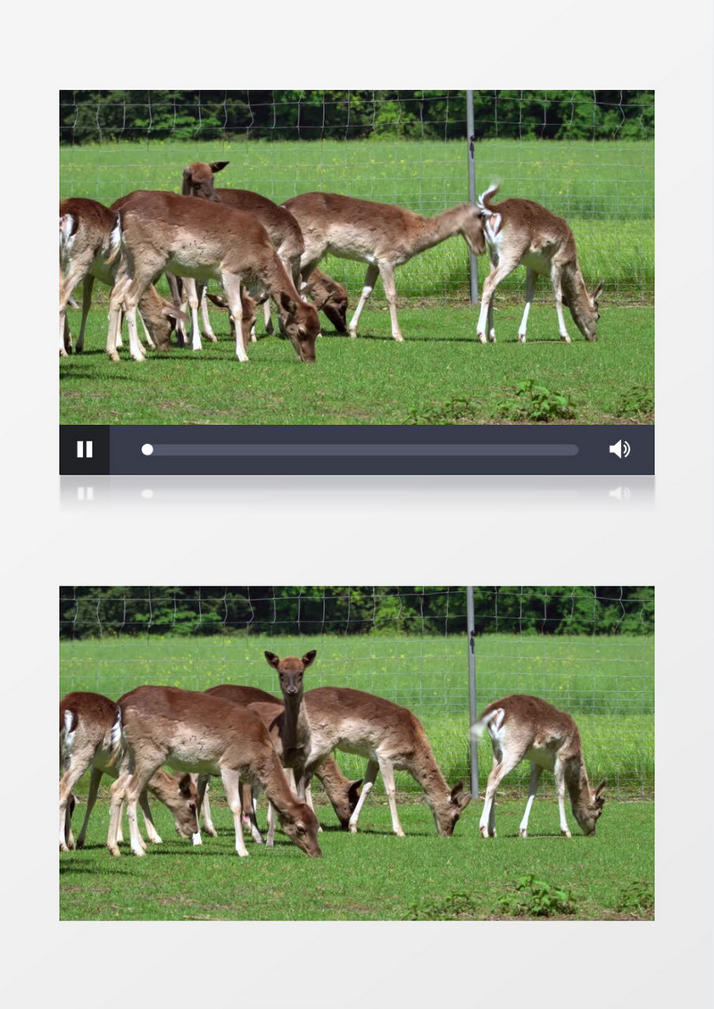 草地上有一群可爱的小鹿实拍视频