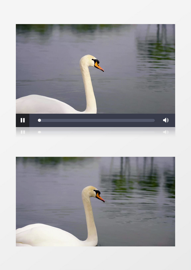 白色的天鹅在湖里游动实拍视频