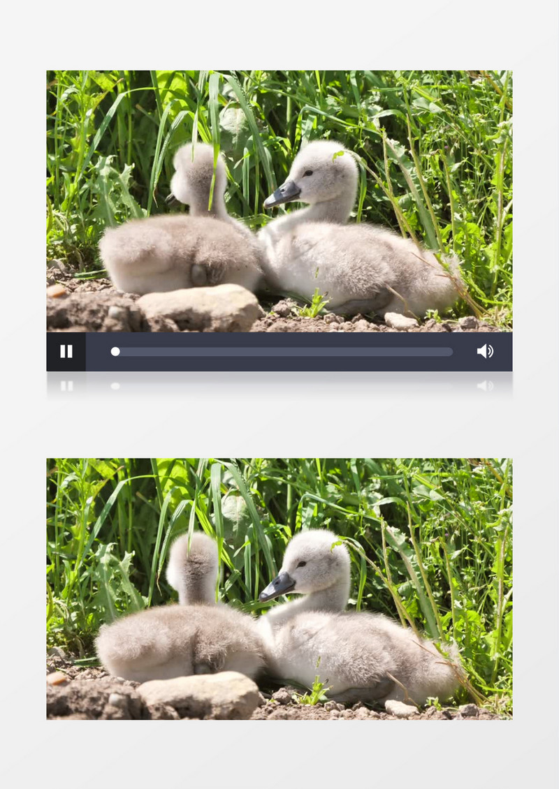 草丛里有两只小天鹅正在沐浴阳光实拍视频