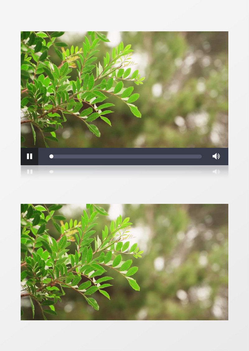 高清实拍在微风中摇曳的小树实拍视频素材