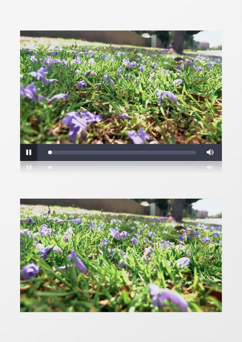 高清实拍绽放的紫色花朵实拍视频素材