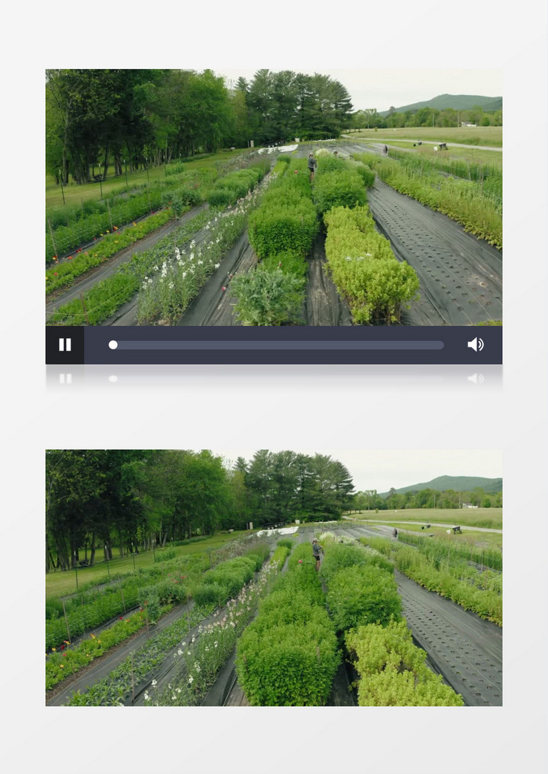 实拍两个花艺师在花圃挑选修剪花束实拍视频素材
